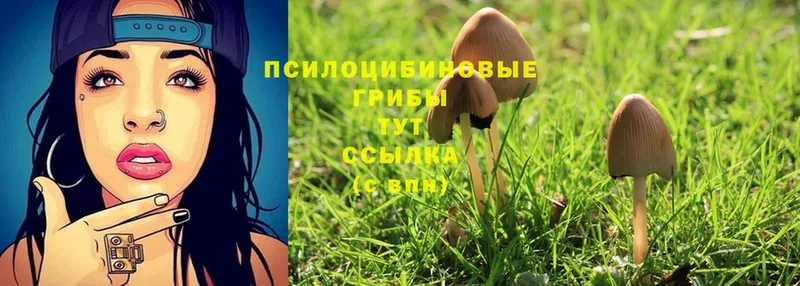 Псилоцибиновые грибы Cubensis  Бронницы 